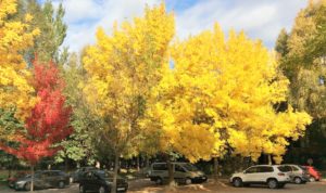 Fall colors San Zoilo Carrion de los Condes