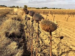 Sunflower fields Boadilla del Camino