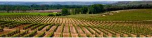 Vineyards in Navarra on the Camino de Santiago.